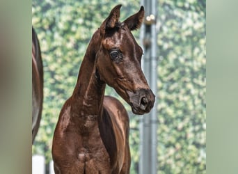Westphalien, Jument, Poulain (06/2025), Noir
