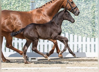 Westphalien, Jument, Poulain (03/2026), Noir