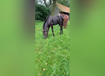 Westphalien, Jument, Poulain (03/2023), Noir
