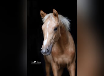 Westphalien, Jument, Poulain (03/2025), Palomino