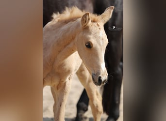 Westphalien, Jument, , Palomino