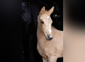 Westphalien, Jument, , Palomino