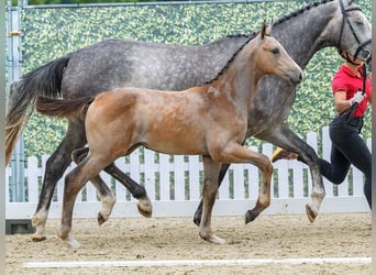 Westphalien, Jument, Poulain (04/2026), Peut devenir gris