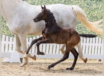 Westphalien, Jument, Poulain (05/2026), Peut devenir gris