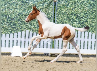Westphalien, Jument, Poulain (05/2026), Pinto