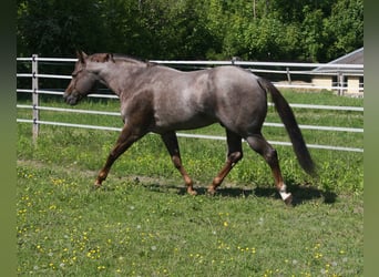 American Quarter Horse, Hengst, 11 Jaar, 160 cm, Roan-Red
