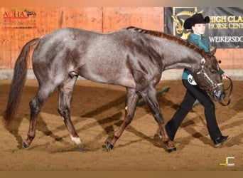 American Quarter Horse, Hengst, 11 Jaar, 160 cm, Roan-Red