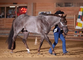 American Quarter Horse, Ogier, 11 lat, 160 cm, Kasztanowatodereszowata