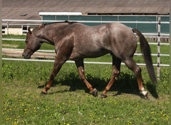 American Quarter Horse, Stallion, 11 years, 15,2 hh, Roan-Red