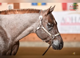 American Quarter Horse, Stallion, 11 years, 15,2 hh, Roan-Red