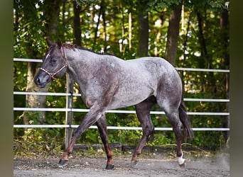 Quarter horse américain, Étalon, 11 Ans, 160 cm, Rouan Rouge