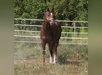 American Quarter Horse, Hengst, 4 Jaar, 154 cm, Donkere-vos