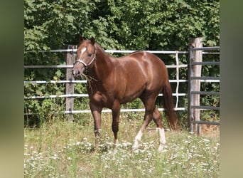 American Quarter Horse, Hengst, 4 Jahre, 154 cm, Dunkelfuchs
