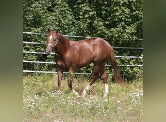 American Quarter Horse, Ogier, 4 lat, 154 cm, Ciemnokasztanowata