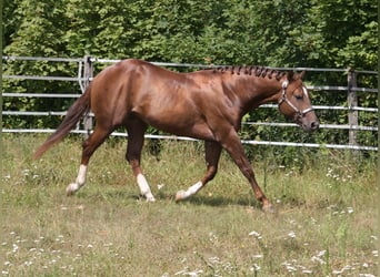 American Quarter Horse, Ogier, 4 lat, 154 cm, Ciemnokasztanowata