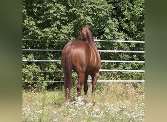 American Quarter Horse, Ogier, 4 lat, 154 cm, Ciemnokasztanowata
