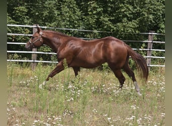 American Quarter Horse, Stallion, 4 years, 15 hh, Chestnut