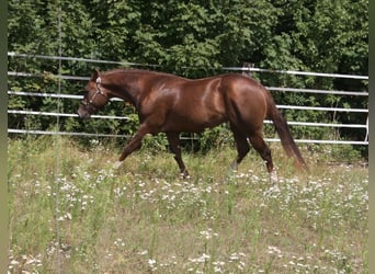 American Quarter Horse, Stallion, 4 years, 15 hh, Chestnut