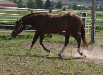 Quarter horse américain, Étalon, 4 Ans, 154 cm, Alezan brûlé