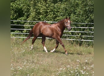 Quarter horse américain, Étalon, 4 Ans, 154 cm, Alezan brûlé