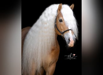 Haflinger, Hengst, 11 Jahre, 151 cm, Rotfuchs