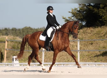 Würtemberger, Hongre, 10 Ans, 172 cm, Alezan brûlé