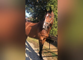 Würtemberger, Hongre, 12 Ans, 164 cm, Bai
