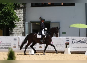 Würtemberger, Hongre, 12 Ans, 169 cm, Noir