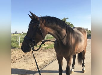 Würtemberger, Hongre, 13 Ans, 168 cm, Bai