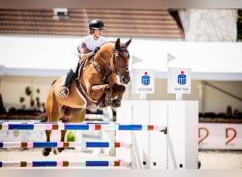 Würtemberger, Hongre, 13 Ans, 170 cm, Bai