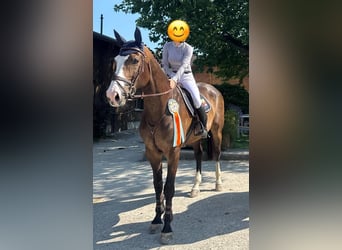 Würtemberger, Hongre, 13 Ans, 175 cm, Bai brun