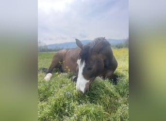 Würtemberger, Hongre, 13 Ans, 175 cm, Bai brun