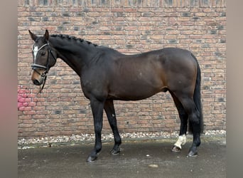 Würtemberger, Hongre, 20 Ans, 168 cm, Bai