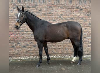 Würtemberger, Hongre, 20 Ans, 168 cm, Bai