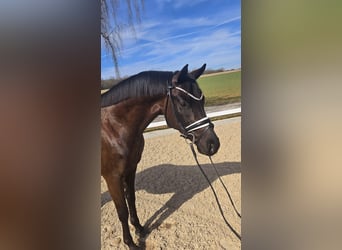 Würtemberger, Hongre, 3 Ans, 165 cm, Noir