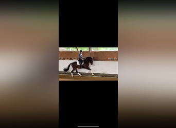 Würtemberger, Hongre, 3 Ans, 167 cm, Bai brun