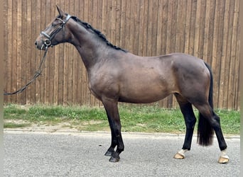 Würtemberger, Hongre, 3 Ans, 168 cm, Bai brun foncé