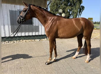 Würtemberger, Hongre, 3 Ans, 169 cm, Alezan brûlé
