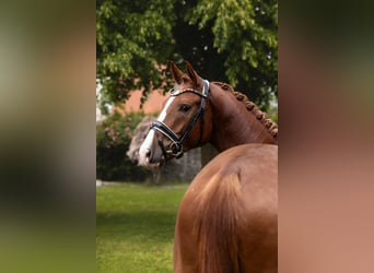 Würtemberger, Hongre, 4 Ans, 167 cm, Alezan brûlé