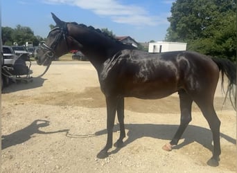 Würtemberger, Hongre, 4 Ans, 167 cm, Bai brun