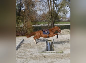 Würtemberger, Hongre, 4 Ans, 170 cm, Alezan