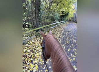 Würtemberger, Hongre, 5 Ans, 160 cm, Alezan