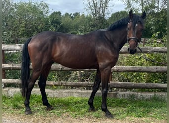 Würtemberger, Hongre, 5 Ans, 166 cm, Bai brun