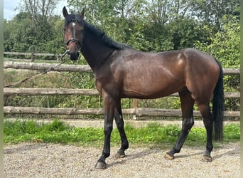 Würtemberger, Hongre, 5 Ans, 166 cm, Bai brun