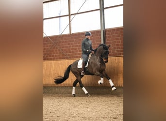 Würtemberger, Hongre, 5 Ans, 171 cm, Bai