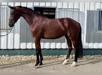 Würtemberger, Hongre, 5 Ans, 173 cm, Bai