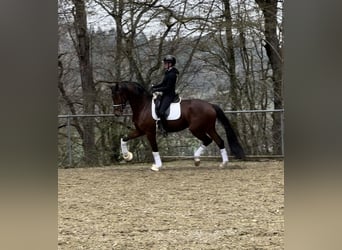 Würtemberger, Hongre, 5 Ans, 173 cm, Bai