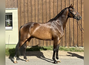 Würtemberger, Hongre, 5 Ans, 175 cm