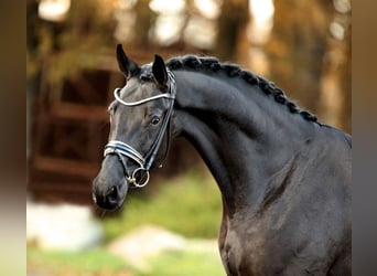 Würtemberger, Hongre, 6 Ans, 175 cm