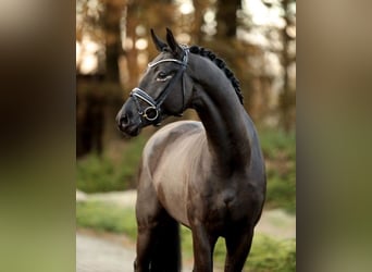 Würtemberger, Hongre, 6 Ans, 175 cm